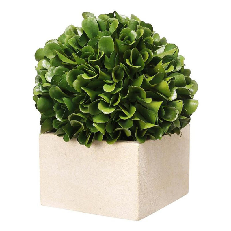 Topiaire buis en pot, H 5,5 po x l 4,5 po x P 4,5 po
