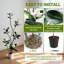 Plant-1426937626