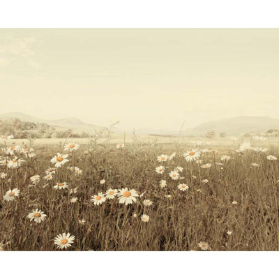 Field of Daisies Photographic Print