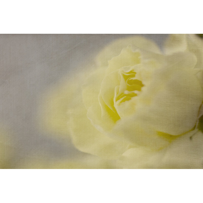 Rose Whisper II by Judy Stalus - Wrapped Canvas Art Prints, 30cm H x 46cm W