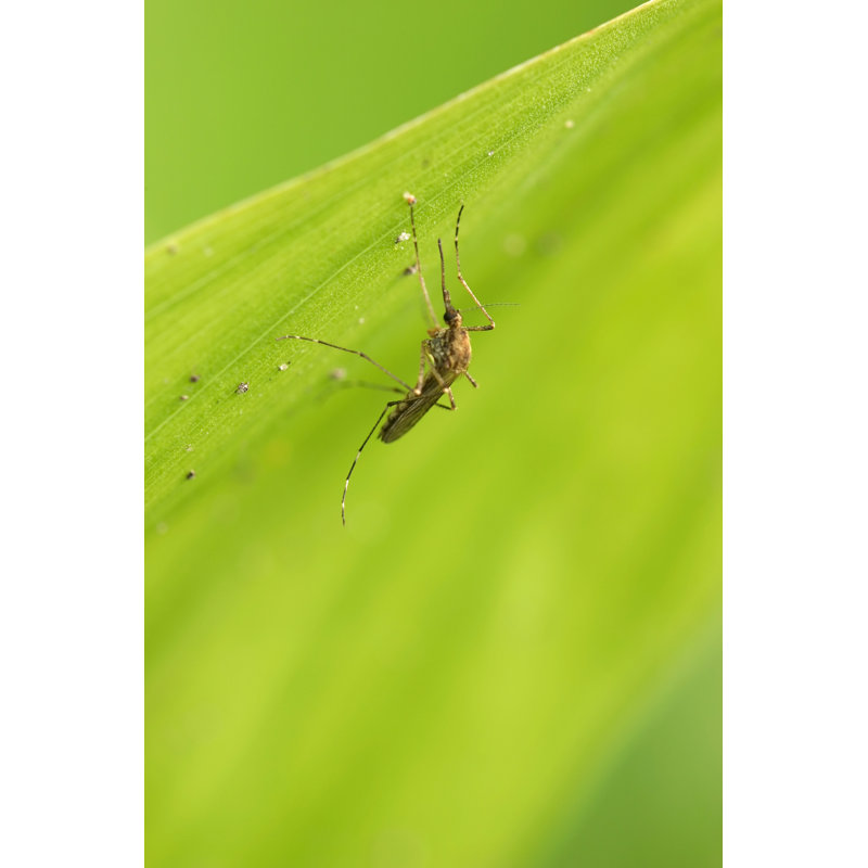 Mosquito by Mosquito - Wrapped Canvas Print, 46cm H x 30cm W x 3.8cm D