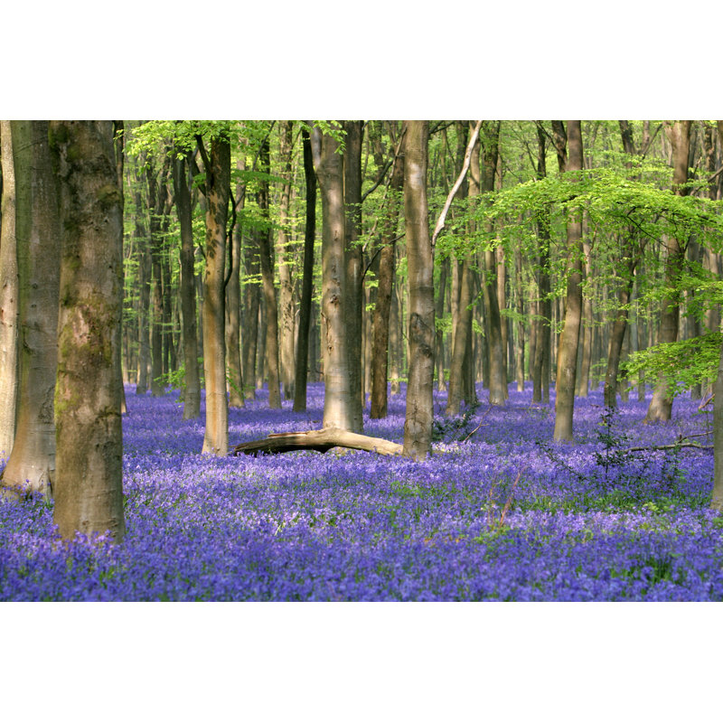 Lago Bluebell Wood - Wrapped Canvas Print, 20cm H x 30cm W x 3.8cm D