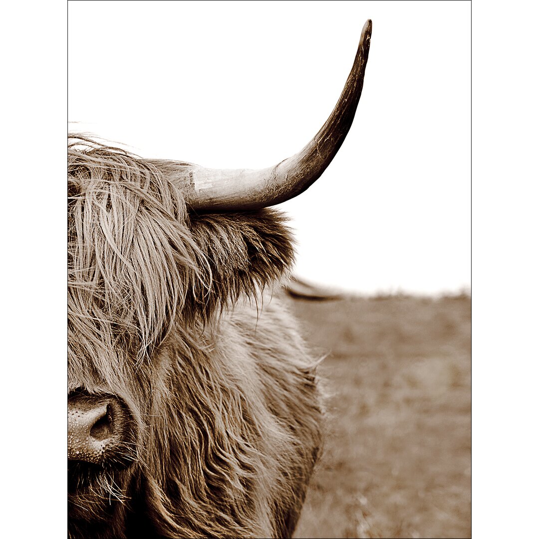 Leinwandbild Scott.Highland Cattle II