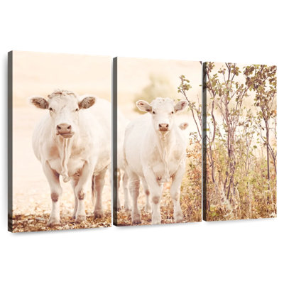 Charolais