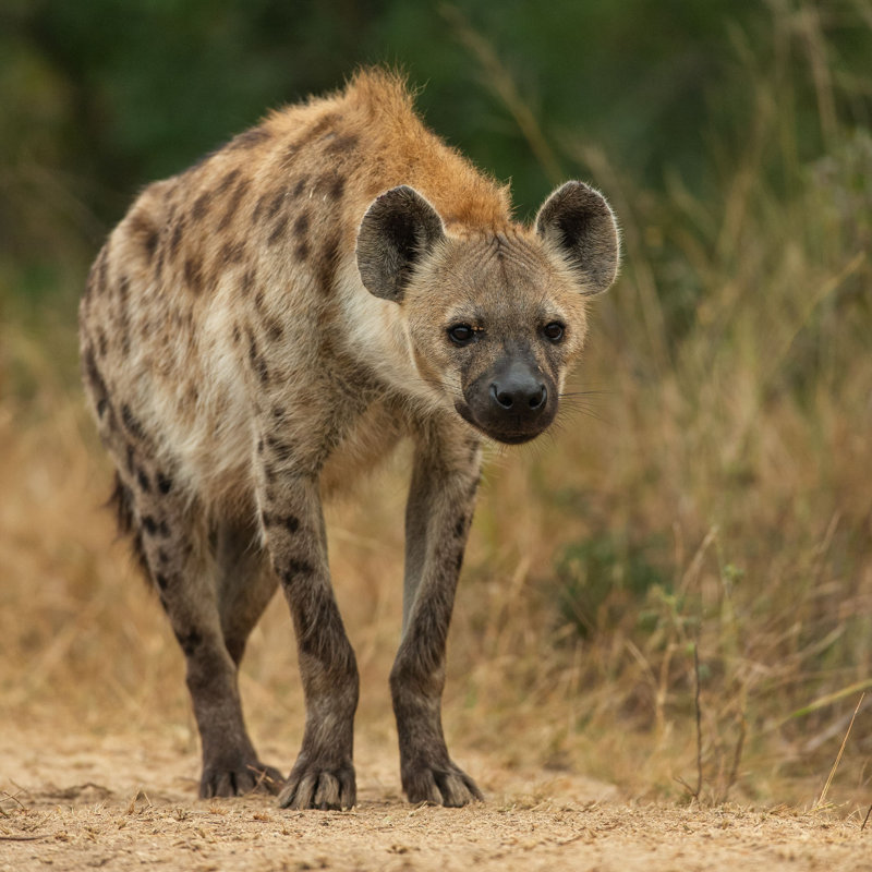 «Kepler Hyena Animal» par Iain Tall - reproduction, H 20 po x l 20 po