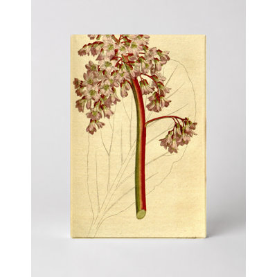 «Curtis's Botanical Magazine, Plate 196», art mural sur toile