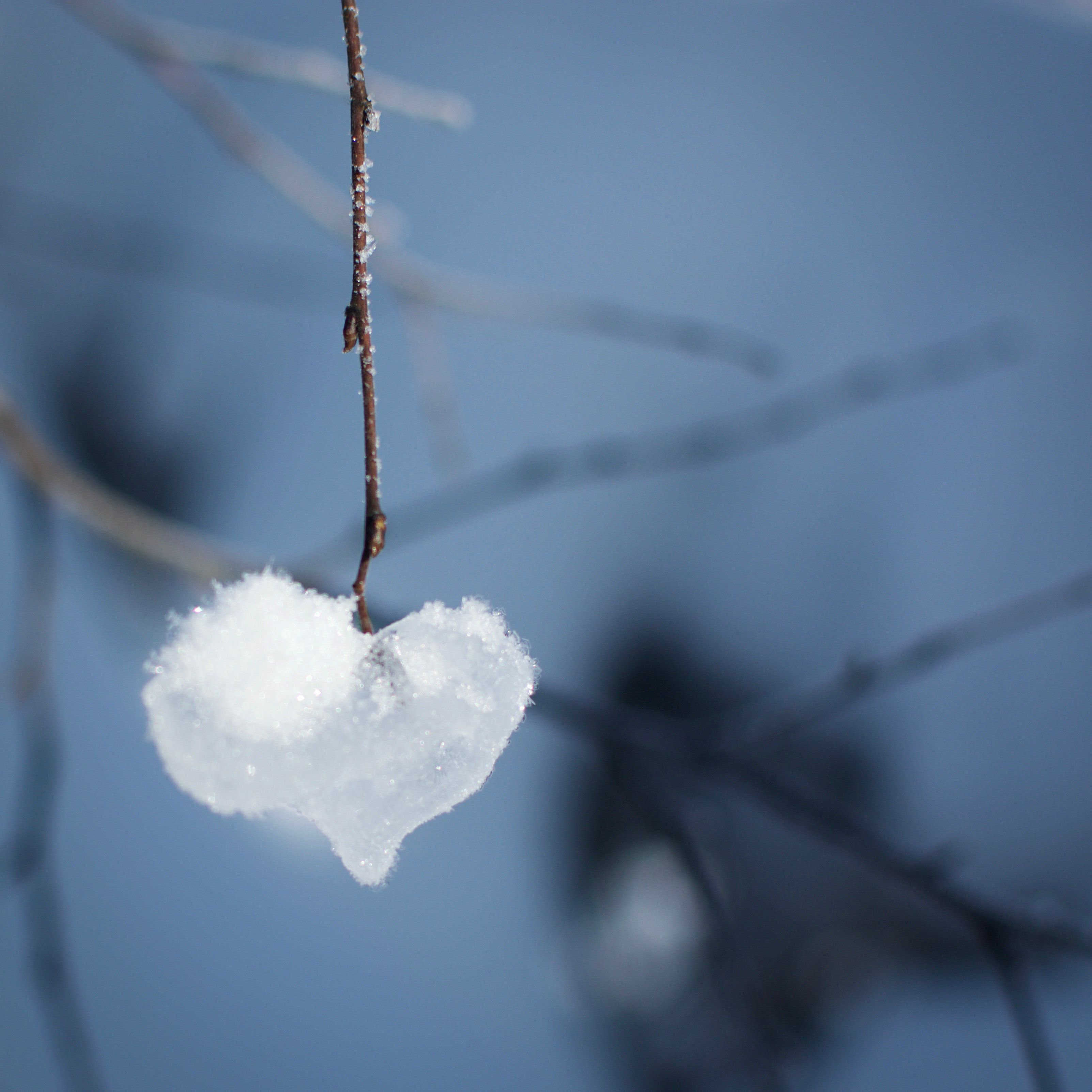 Ebern Designs Winter Love by - Wrapped Canvas Photograph | Wayfair