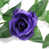 Mauve sélectionné
