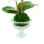 Orchids Floral Arrangements and Centerpieces in Vase
