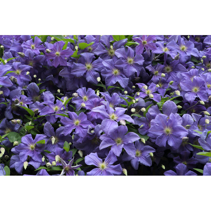Calexico Clematis 'Perle D'Azur' - Wrapped Canvas Print, 20cm H x 30cm W x 3.8cm D