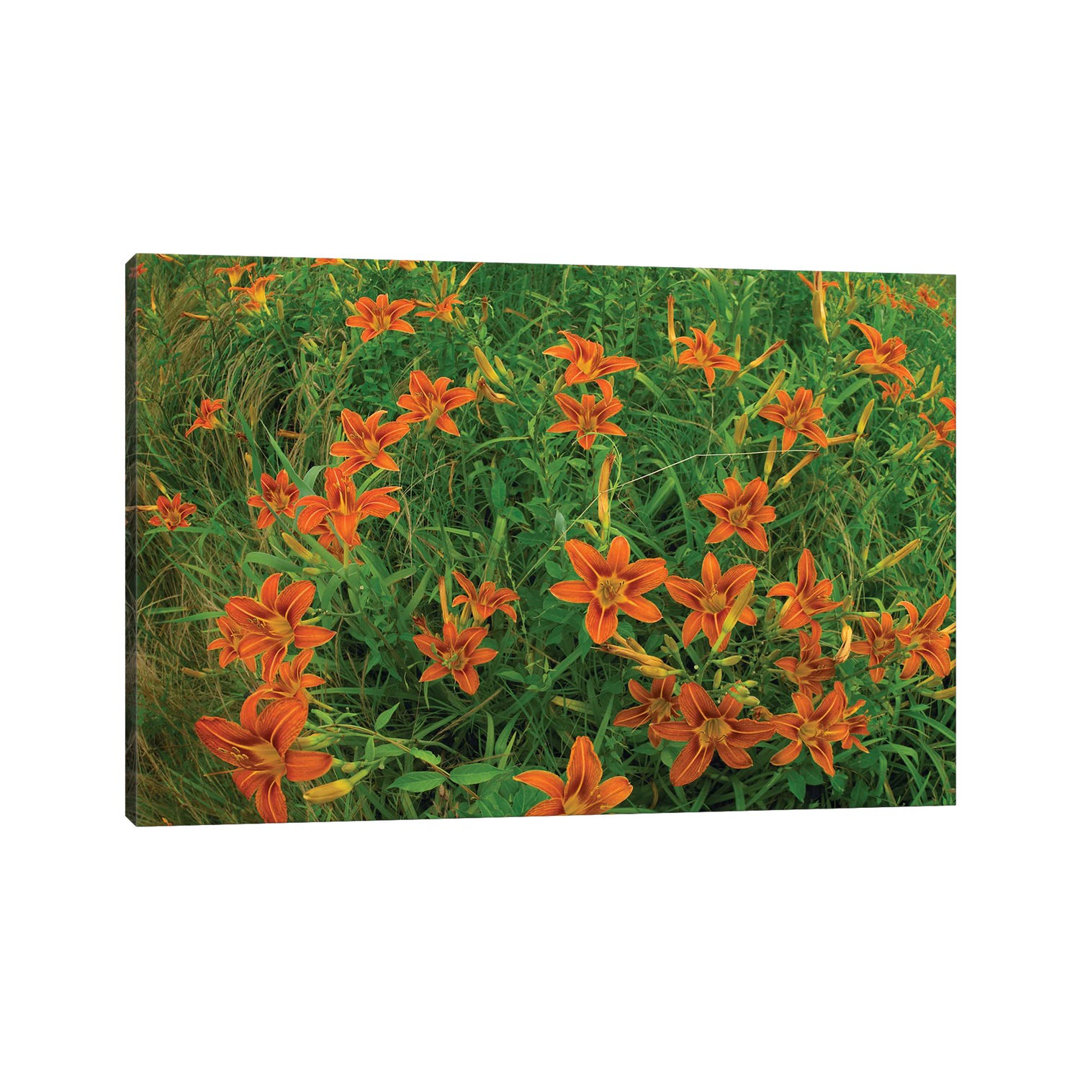 Orange Daylily Growing In Meadow, North America von Tim Fitzharris - Gallery-Wrapped Canvas Giclée on Canvas