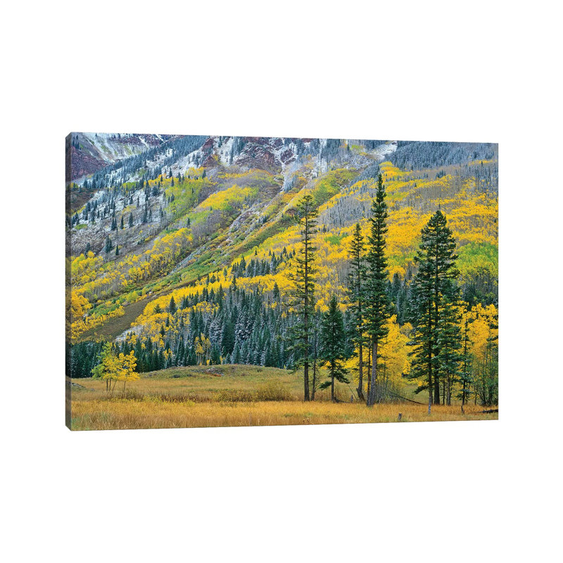 Quaking Aspen Grove In Fall Colours, Maroon Bells, Snowmass Wilderness, Colorado II by Tim Fitzharris - Wrapped Canvas Print