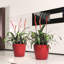 Classico Pot Planter-16493169
