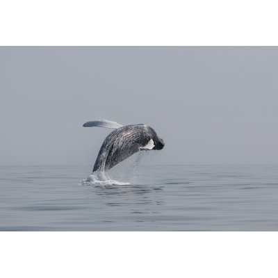 Baleine à bosse - reproduction sur toile tendue