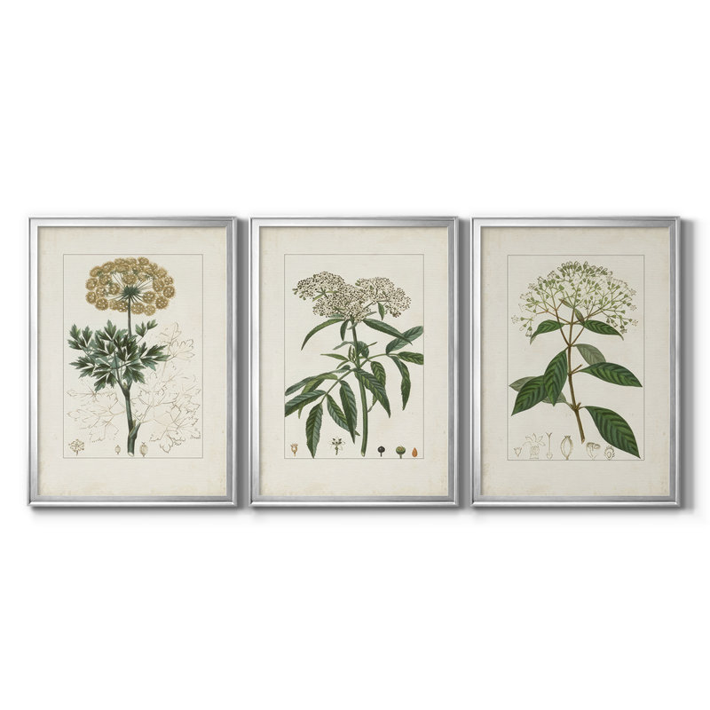 Antique Turpin Botanical VII - Toile tendue avec châssis sur mesure - 3 pièces, Argent argent, H 21 po x l 30 po