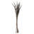 36" Bahia Spears with Seeds, Dried-388033221