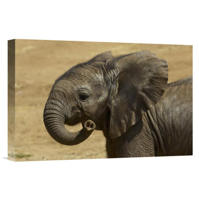" African Elephant Calf Portrait, Native To Africa "