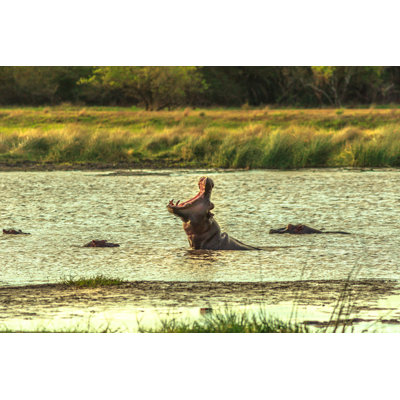 African Hippopotamus Angry - Wrapped Canvas Print