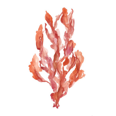 'Coral Kelp II' by Jennifer Goldberger - Painting Print