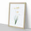 Freesia Flowers by Pierre-Joseph Redoute - Picture Frame Painting Print-55577765-55577764