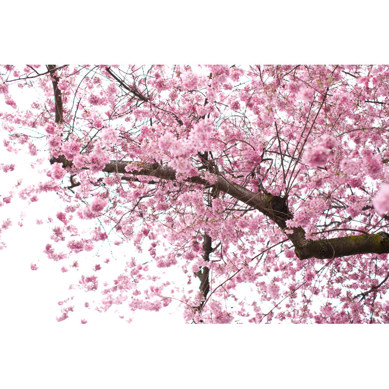 Cherry Blossoms - Wrapped Canvas Print, 30cm H x 46cm W x 3.8cm D