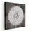Tête de pissenlit noir et blanc - reproduction d'art sur toile