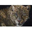 «Realistic Fierce Leopard»