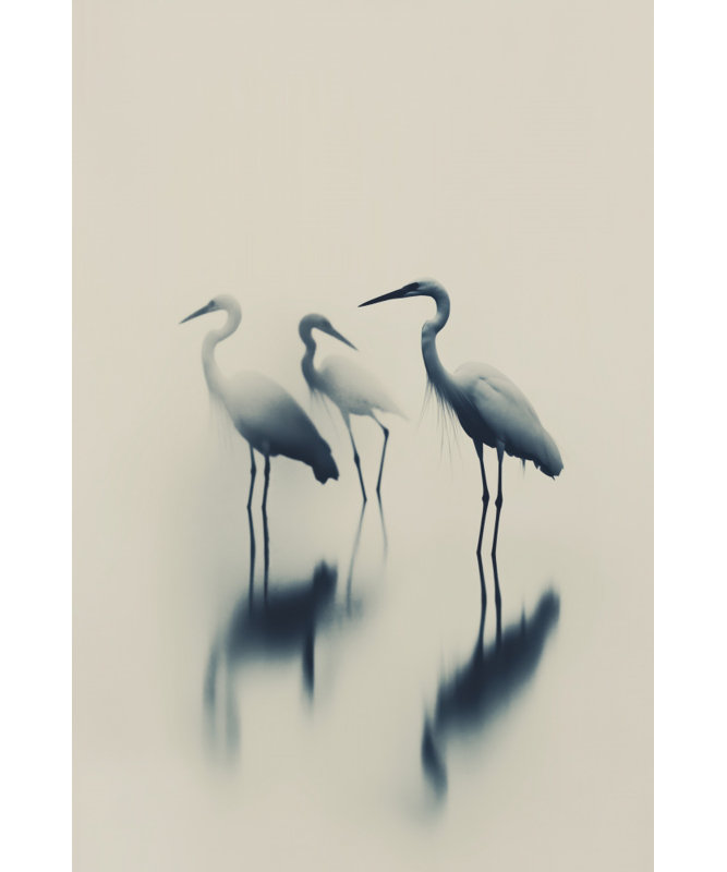 Ethereal Egrets Print, 12 × 18, Matted Framed Print, White