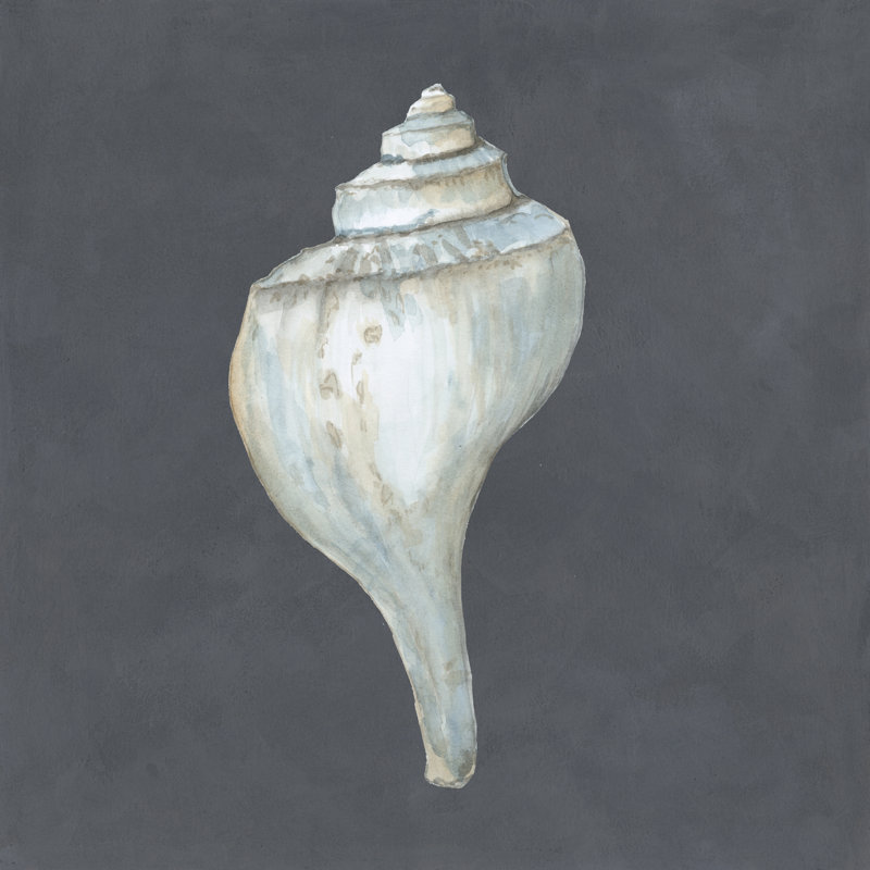 Shell On Slate IV by Megan Meagher - Wrapped Canvas Painting, 30cm H x 30cm W