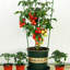 Oralene Plant Support