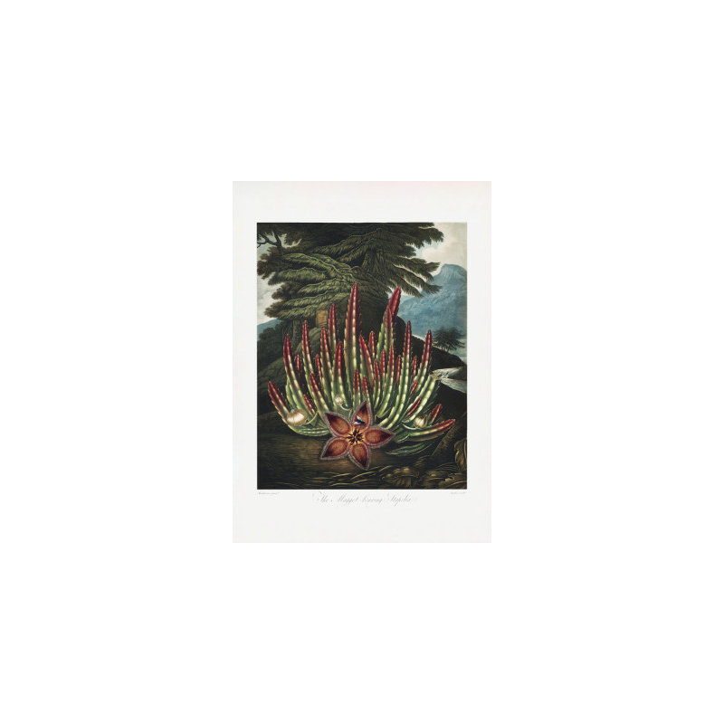 Wrapped Canvas Print, 76.2cm H x 50.8cm W