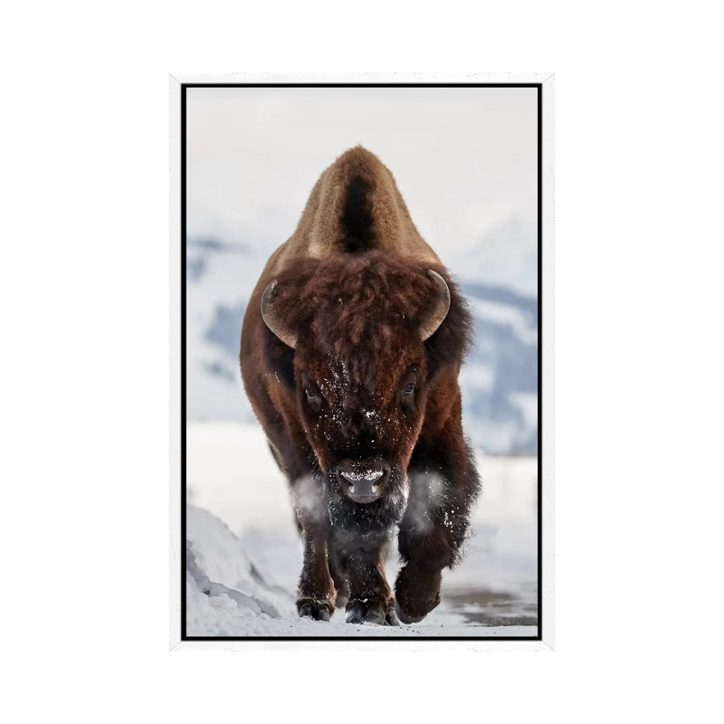 Bison Incoming by Peter Hudson - Print on Canvas, 66.04 cm H x 45.72 cm W, White Framed