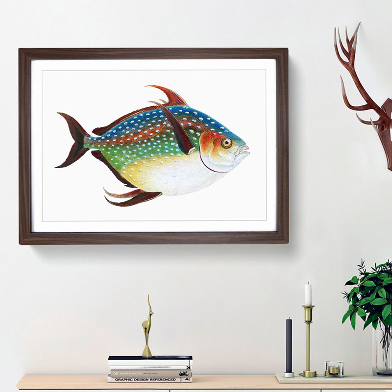Opah Fish by Edward Donovan - Picture Frame Painting Print, Walnut Framed, 36cm H x 48cm W x 2cm D