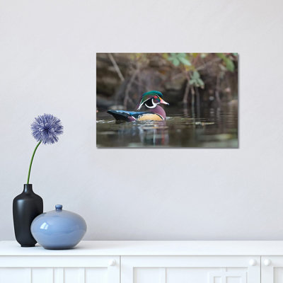 USA, Washington State. Male Wood Duck (Aix Sponsa) on a Pond in Seattle. 1 Piece Wrapped Canvas Wall Art