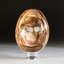 Petrified Wood Egg