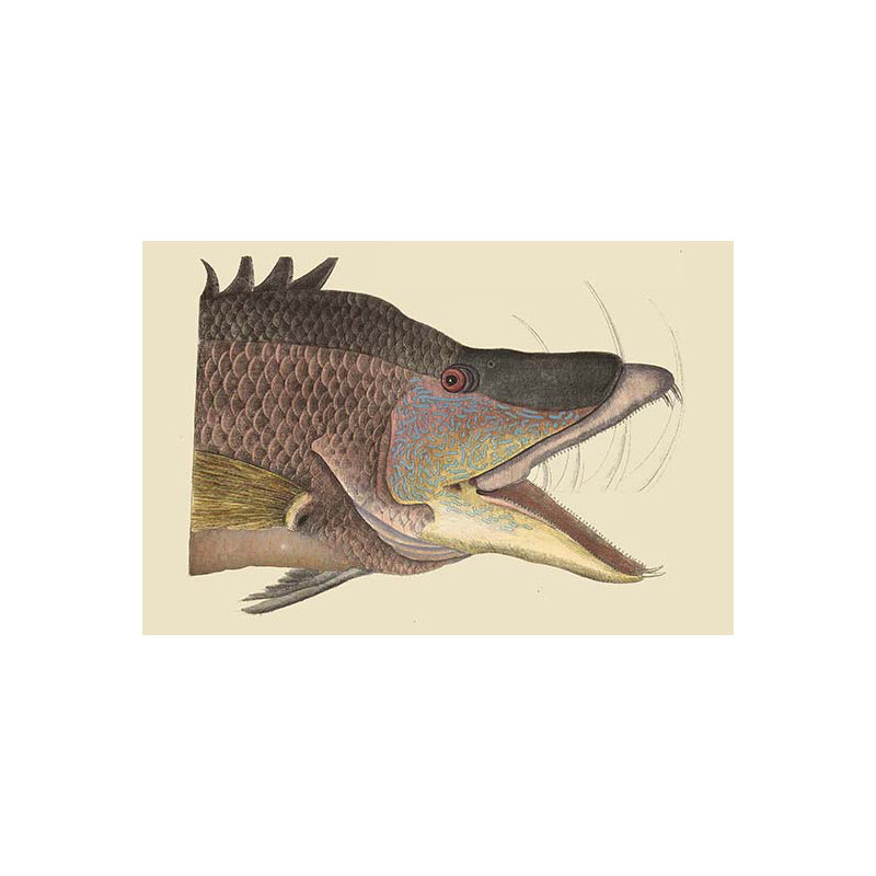 « great poli fish » par mark catesby, impression, H 28 po x l 42 po x P 1,5 po