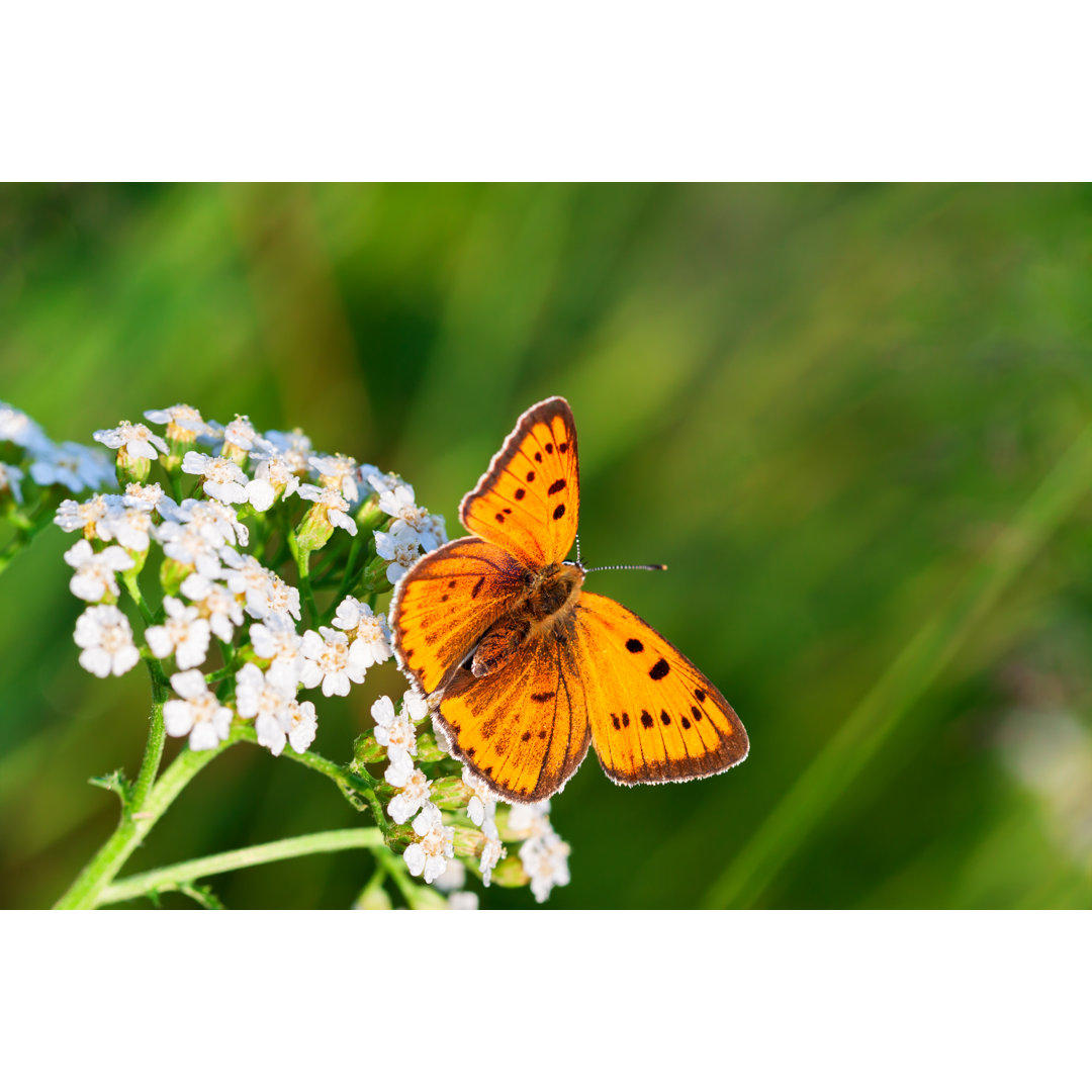 Schmetterling sitzt auf weißen Blumen - Kunstdrucke auf Leinwand