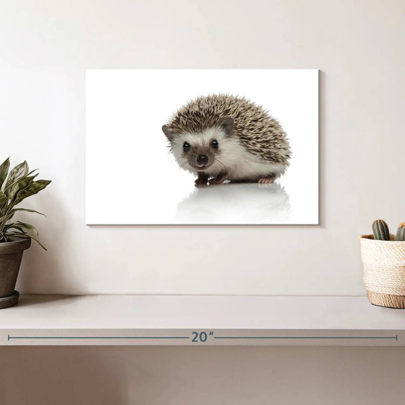 Brampt African Hedgehog, 8" H x 12" W
