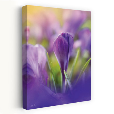 Shining At Sunset Contemporary Spring Flower Art