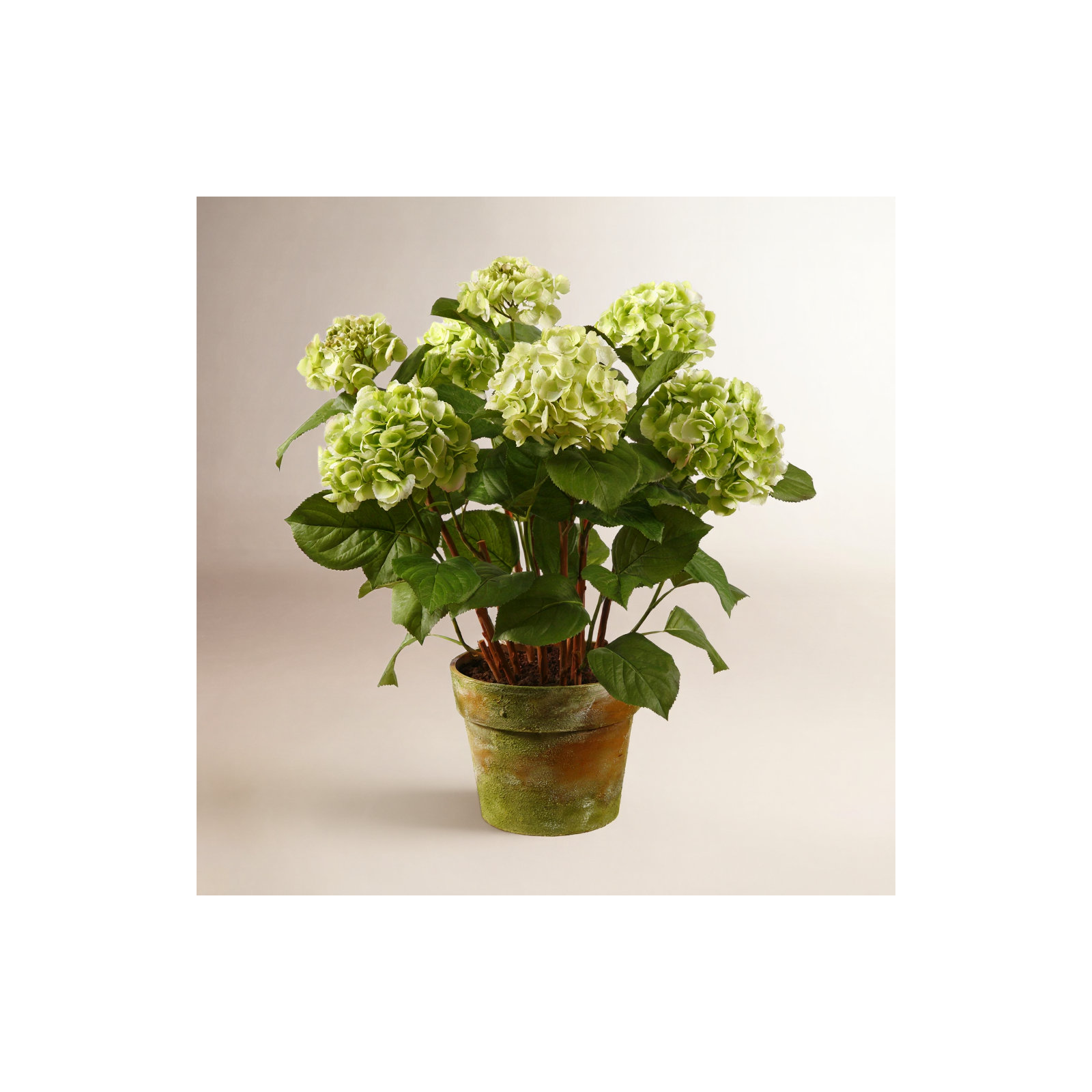 Hydrangea Centerpiece  in Pot, Green