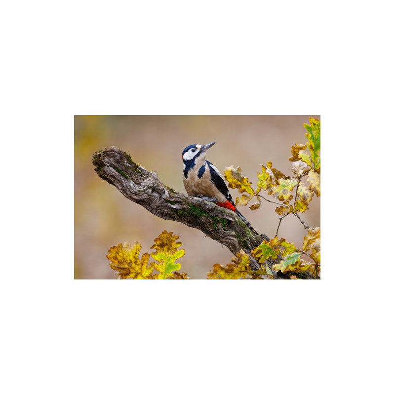 Wrapped Canvas Print, 60.96 cm H x 91.44 cm W