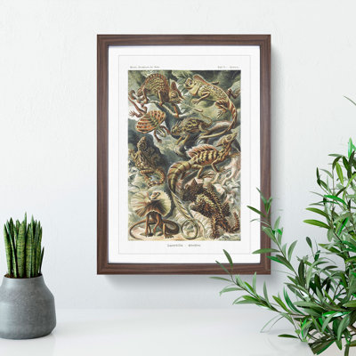 Lizards by Ernst Haeckel - Picture Frame Painting