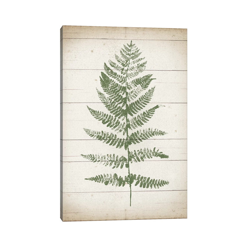 Fern Print II by Moira Hershey - Wrapped Canvas Print, 101.6 cm H x 66.04 cm W