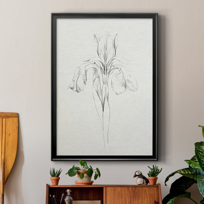 Neutral Iris Sketch I " Neutral Iris Sketch I "