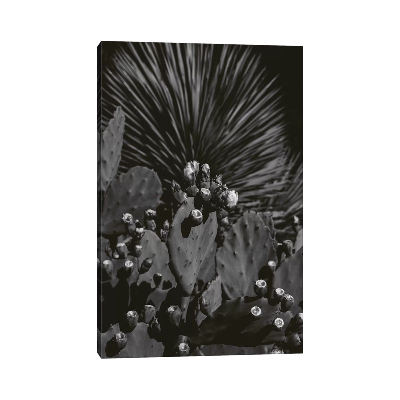 Monochrome Cactus by Bethany Young - Print on Canvas, 101.6cm H x 66.04cm W x 3.81cm D, Wrapped Canvas