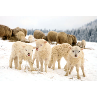 " Winter Lambs " by Fotokate