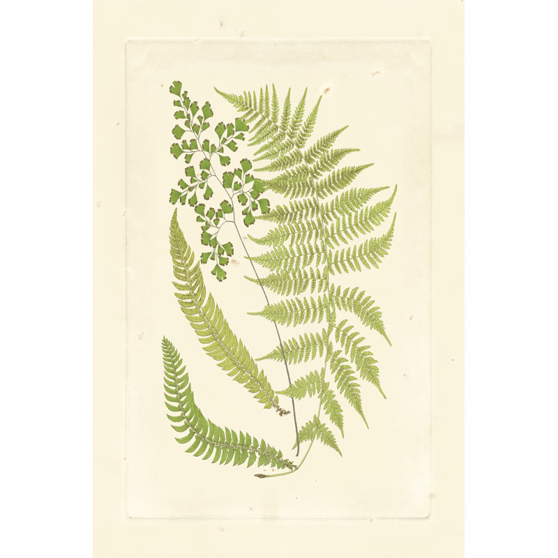 Ferns With Platemark III by Vision Studio - Wrapped Canvas Print, 46cm H x 30cm W