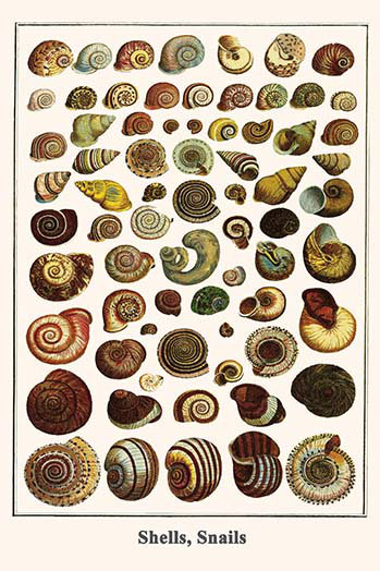 « shell escargots » par albertus, impression seba, H 42 po x l 28 po x P 1,5 po