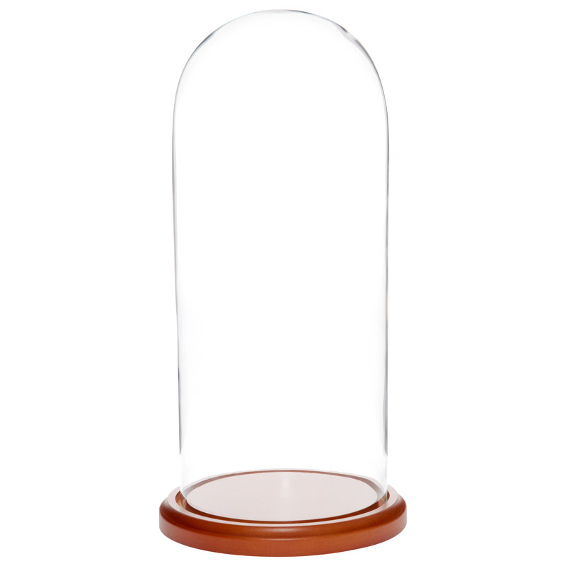 Vucciria 5.5" x 13" Glass Display Dome Cloche, Walnut MDF base