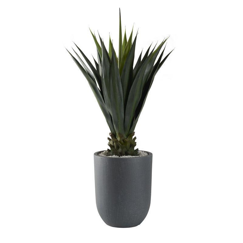 Agave géante 50 po en pot rond